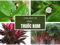 [ Tổng hợp ] 10+ Cây thuốc nam chữa trị trĩ nội tốt nhất đơn giản tại nhà