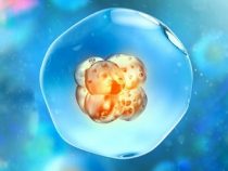 [ Tổng hợp ] 5+ dấu hiệu thất bại sau chuyển phôi mà chị em nên biết