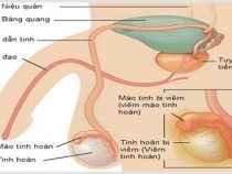 [ Giải Đáp ] Viêm tinh hoàn có lây truyền không và điều trị ra sao tốt nhất nhất ?