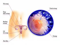 Có thai 5 tuần tuổi bỏ bằng phương pháp nào? – Phòng xét nghiệm Hưng Thịnh