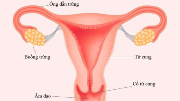 Nối ống dẫn trứng là gì