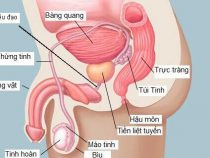 Tìm hiểu tổng quát về chứng bệnh viêm tuyến tiền liệt ở nam giới – Phòng thăm khám Hưng Thịnh