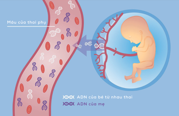 khám dị tật thai nhi bằng cách xét nghiệm sinh hóa máu