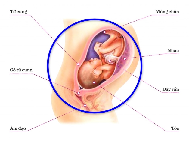 Hình ảnh khám thai 30 tuần Hưng Thịnh