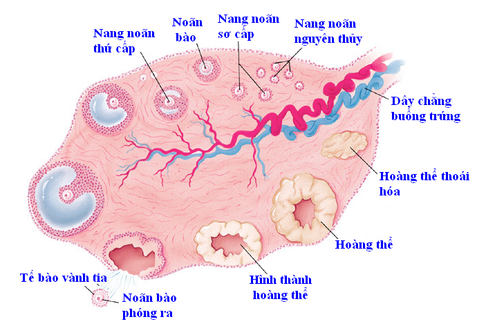 Sự phát triển của nang noãn