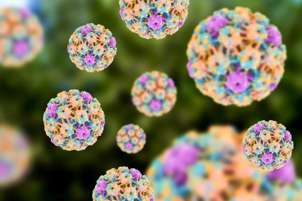 Virus HPV có tên đầy đủ là Human Papillomavirus là một loại virus gây u nhú ở người