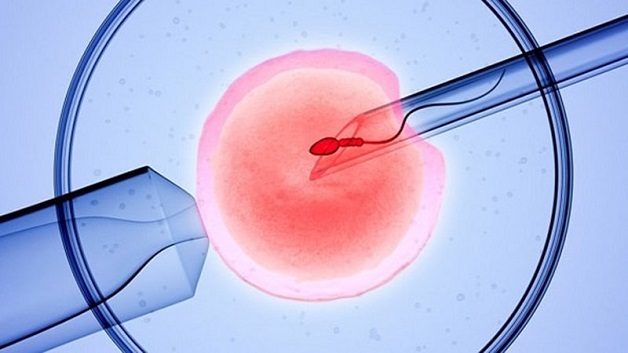 Thai IVF được tạo ra trong phòng thí nghiệm khi chuyên gia cho trứng và tinh trùng kết hợp với nhau