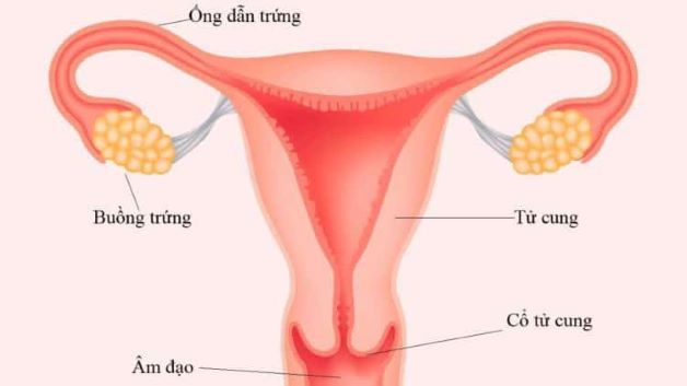 Ống dẫn trứng là một bộ phận quan trọng nằm trong khoang bụng của phụ nữ.