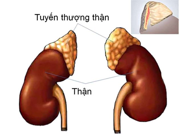 Tuyến thượng thận là cơ quan có kích thước nhỏ bằng hạt óc chó và nằm ở phía trên thận