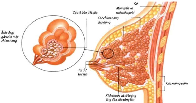 Mỗi bộ ngực của phụ nữ đều chứa rất nhiều các thùy mô tuyến. Các thùy mô tuyến này được sắp xếp giống như những cánh hoa cúc