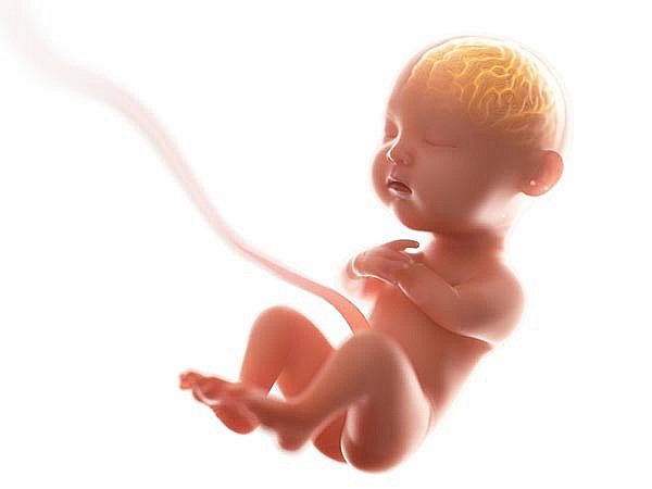 Dây rốn là một đoạn nối giữa bánh nhau và thai nhi, có hình dạng giống như một đường ống, trơn, nhỏ và mềm.