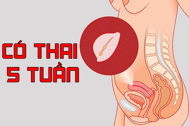 Yolksac xuất hiện khi thai nhi được khoảng 5 tuần tuổi