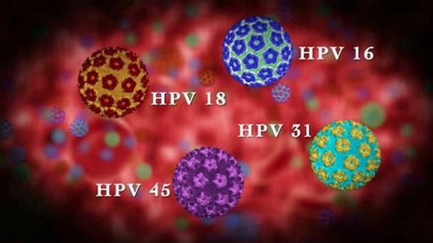 Có khoảng 100 chủng virus HPV khác nhau và 40% là loại có khả năng gây bệnh cho con người.