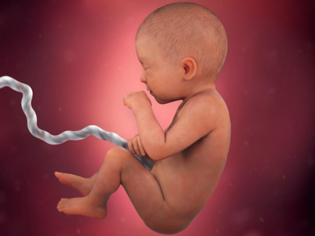 Dây rốn là bộ phận có nhiệm vụ kết nối bánh nhau với thai nhi, giúp vận chuyển các dưỡng chất và máu cũng như oxy từ bánh nhau đến nuôi thai nhi.