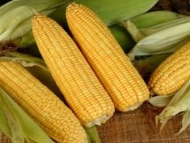 Tiểu đường thai kỳ ăn bắp được không?