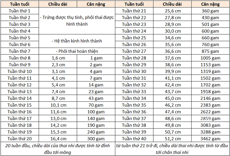 Bảng cân nặng thai nhi từng tuần tuổi theo tiêu chuẩn của WHO