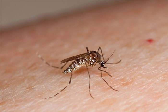 Sốt xuất huyết dengue có triệu chứng như bệnh cúm, thường sốt cao khoảng 40 độ kèm theo đau nhức người