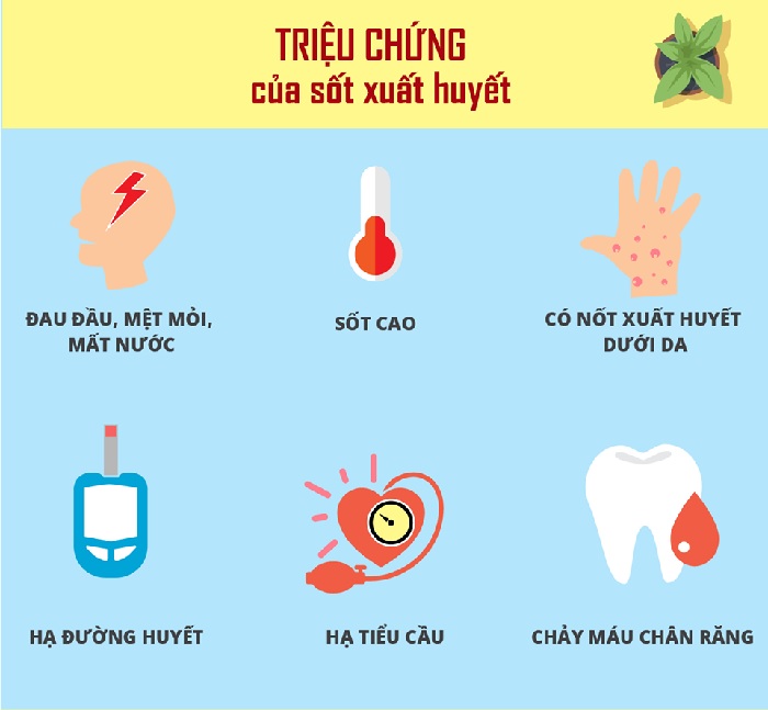 Triệu chứng của bệnh sốt xuất huyết là sốt cao, đau đầu dữ dội, nổi ban đỏ, chảy máu chân răng, hạ đường huyết, hạ tiểu cầu,...