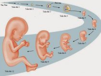 Mang thai 10 tuần bụng đã từng to chưa?