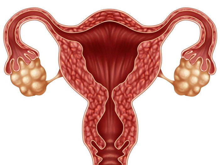 Đây là mô hình cơ quan sinh sản của phụ nữ gồm tử cung, cổ tử cung, buồng trứng, vòi trứng...
