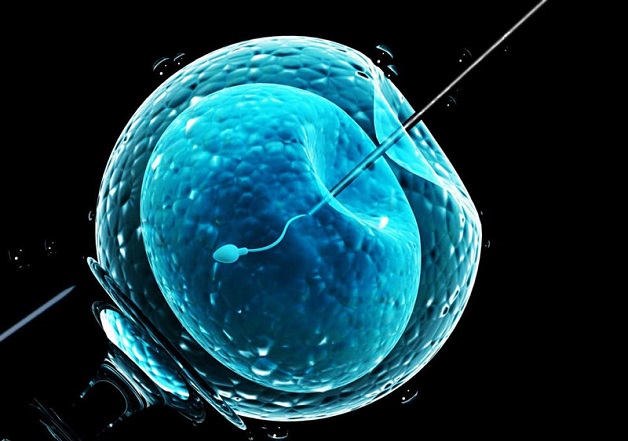 IVF là tên viết tắt của phương pháp hỗ trợ sinh sản thụ tinh trong ống nghiệm