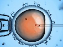 Thai ngoài tử cung khi IVF
