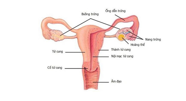 U nang hoàng thể được hình thành sau khi rụng trứng và kết thúc trước khi chu kỳ kinh mới bắt đầu