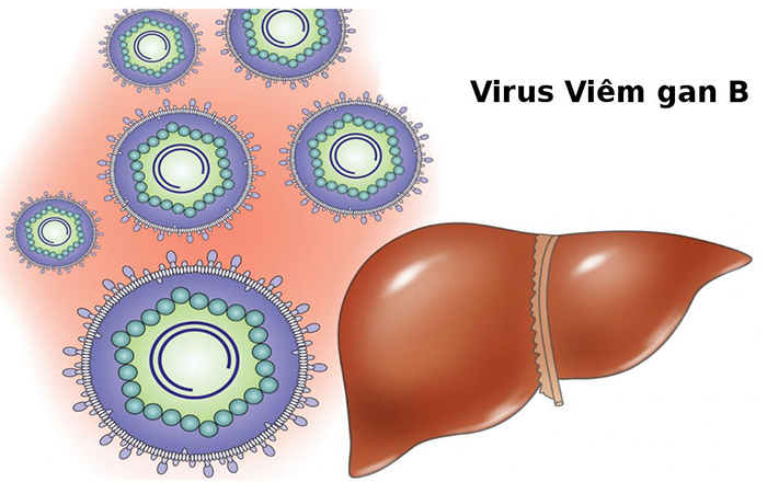 Viêm gan B là bệnh lý truyền nhiễm của gan do virus HBV (virus thuộc họ Hepadnaviridae) gây ra