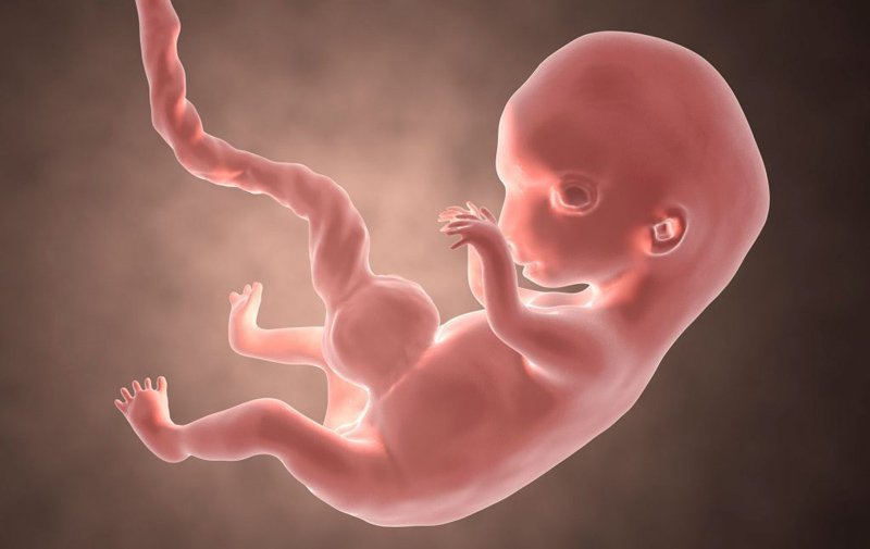 Hình ảnh siêu âm thai nhi 12 tuần