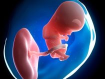Sản phụ chớ bỏ qua 3 mốc thăm khám dị tật thai nhi này