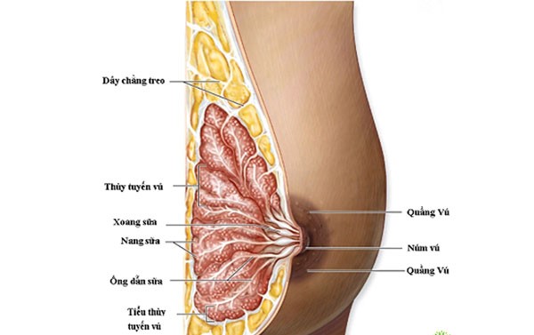 Tắc tia sữa nặng