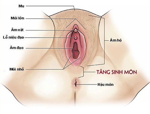 Tầng sinh môn nằm tại vị trí giữa hậu môn và âm đạo