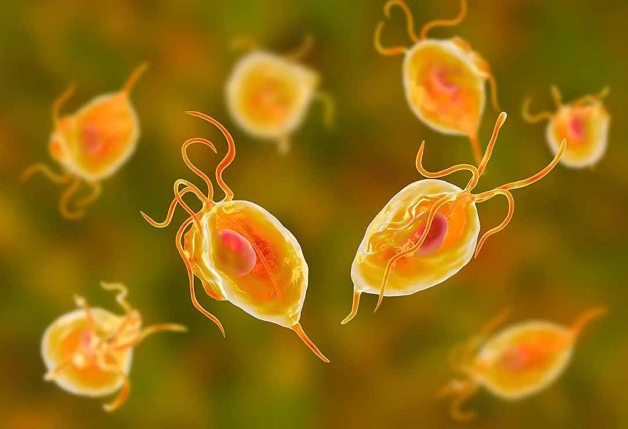 Bệnh viêm âm đạo do trùng roi là khi bệnh nhân bị mắc một dạng ký sinh trùng Trichomonas Vaginalis.