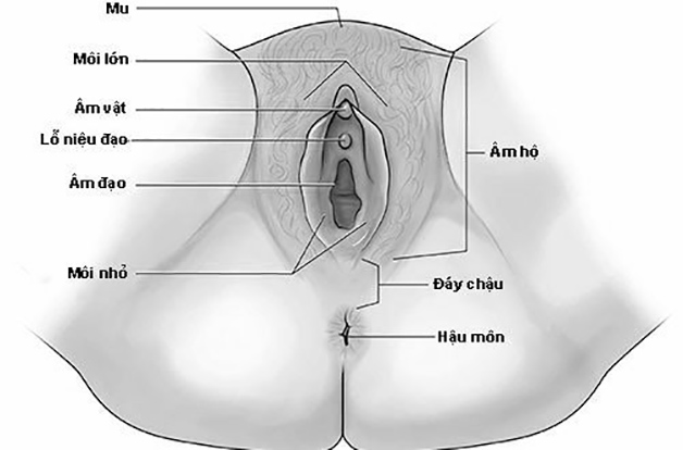 Trước khi nhận biết được viêm âm hộ, chị em cần xác định được rõ vị trí âm hộ khác với âm đạo