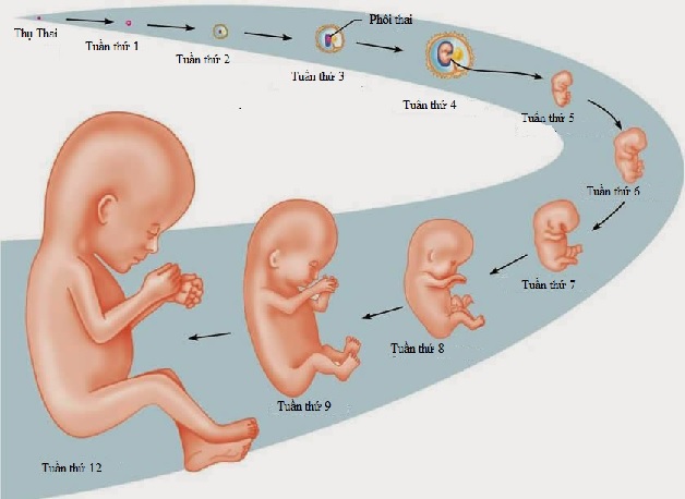 Siêu âm thai cho biết sự phát triển của thai nhi